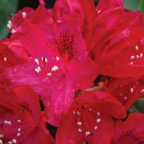 rhododendron-nova-zembla