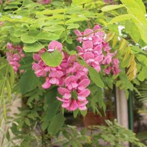 robinia-pseudoacacia-purple-robe