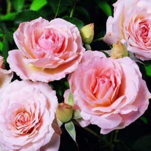 rosier-morden-blush