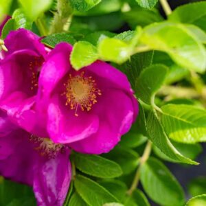 rosier-rugosa