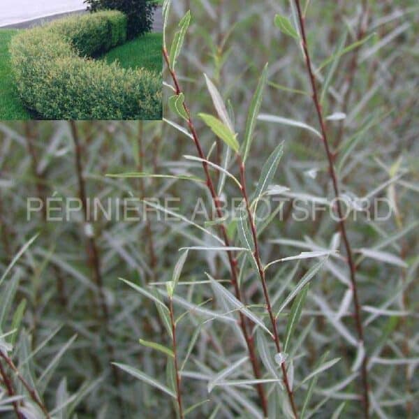 salix-purpurea-nana