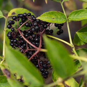 sambucus-canadensis