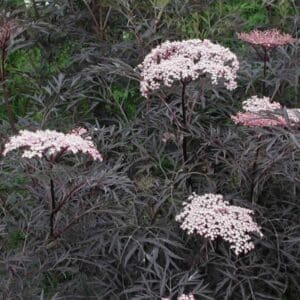 sambucus-racemosa-black-lace