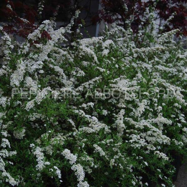 spirea-arguta-grefsheim