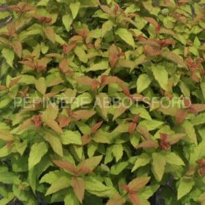 spirea-bumalda-goldflame