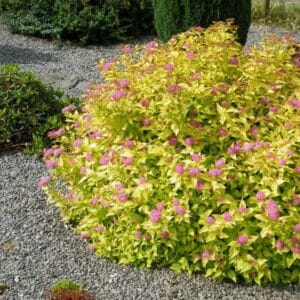 spirea-bumalda-goldmound