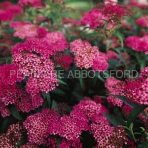 spirea-japonica-anthony-waterer