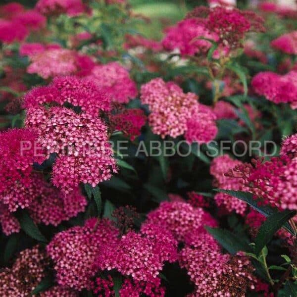 spirea-japonica-anthony-waterer