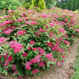 spirea-japonica-double-play-doozie