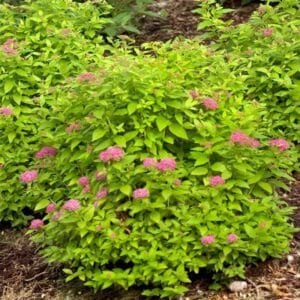 spirea-japonica-double-play-gold