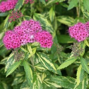 spirea-japonica-double-play-painted-lady