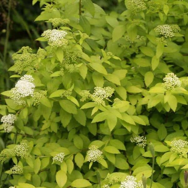 spirea-japonica-white-gold