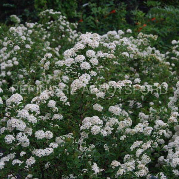 spirea-x-vanhouttei