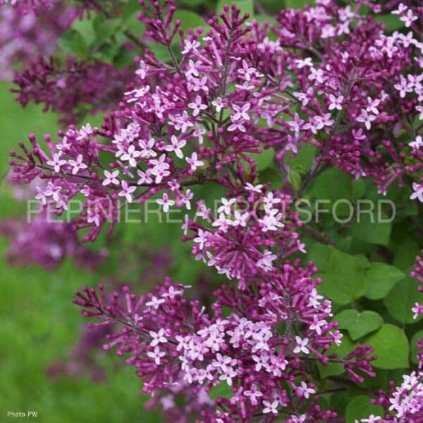 syringa-bloomerang-dark-purple