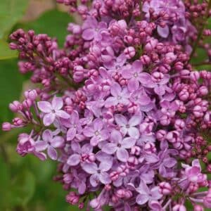 syringa-hyacinth-scentara-pura