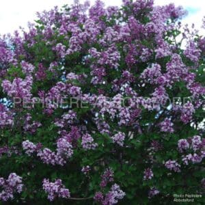 syringa-meyeri-palibin-sur-tige