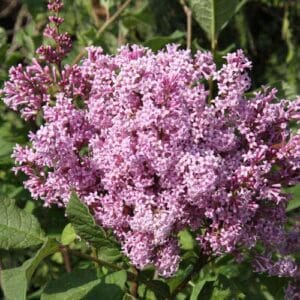 syringa-prest-isabella