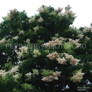 syringa-reticulata-ivory-silk