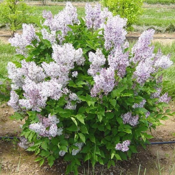 syringa-velutina-miss-kim