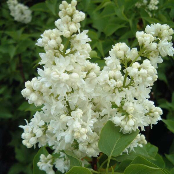 syringa-vulgaris-mme-lemoine