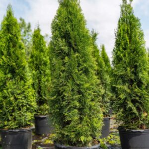 thuya-occidentalis-smaragd
