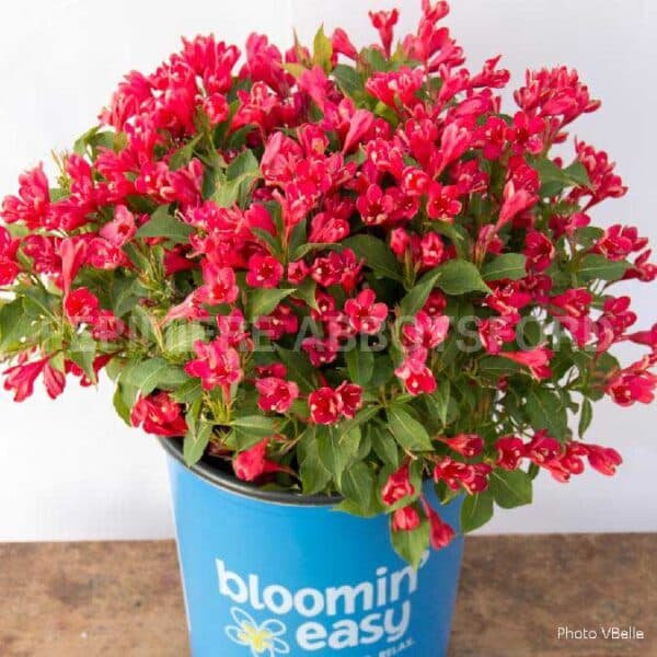 weigela-florida-crimson-kisses