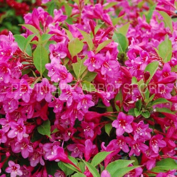 weigela-florida-sonic-bloom-pink