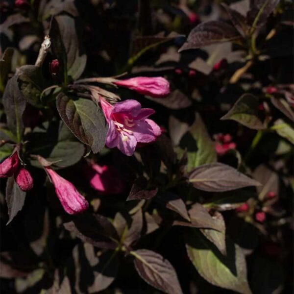 weigela-florida-stunner