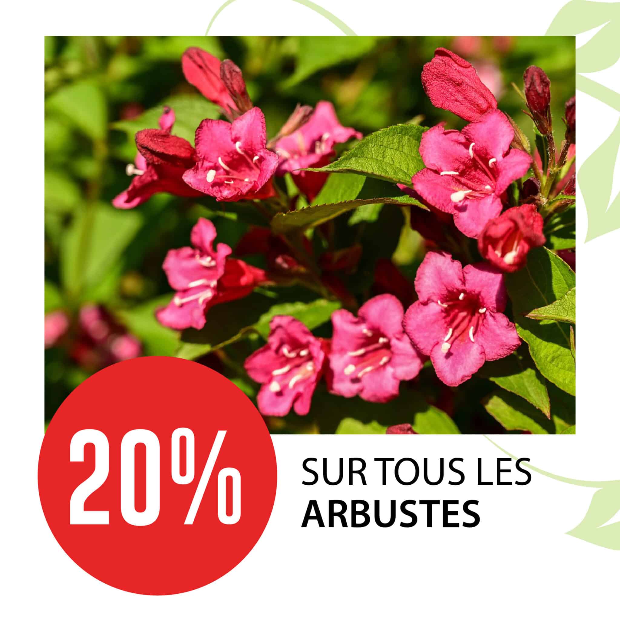 promo-arbuste