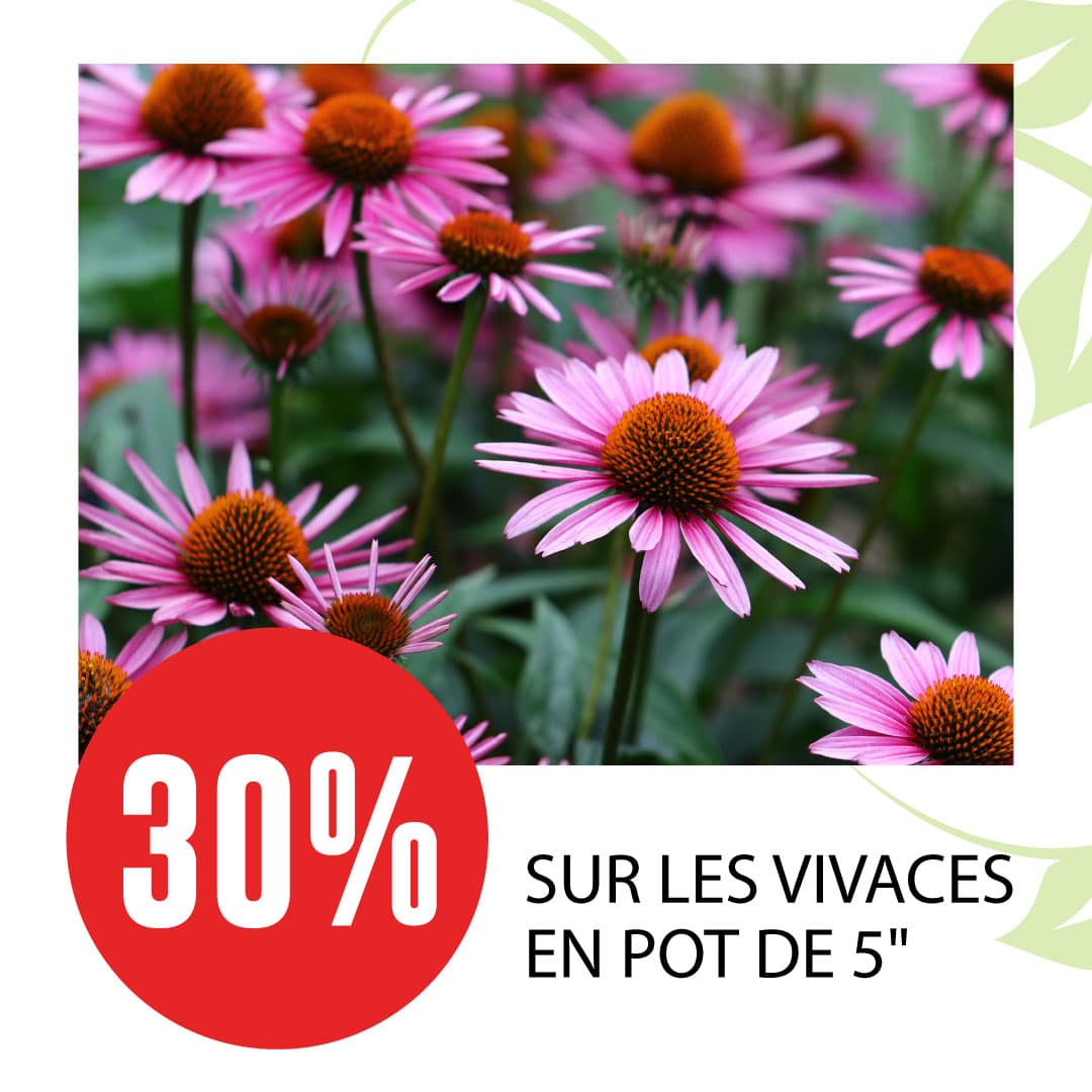 promo-vivaces-pot