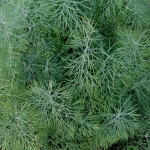 aneth-de-jardin-bio