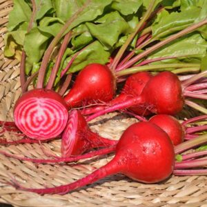 betterave-chioggia-bio