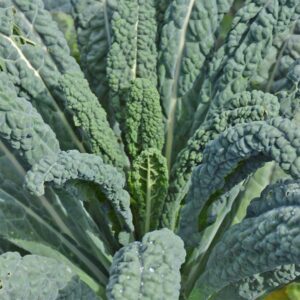 chou-frise-lacinato-bio