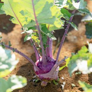 chou-rave-violet-hatif-de-vienne-bio