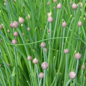 ciboulette-de-jardin-bio