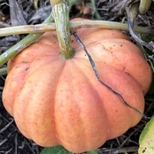 citrouille-moranga-bio