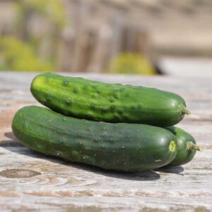 concombre-a-cornichon-early-russian-bio