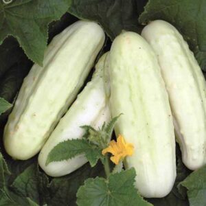 concombre-blanc-de-hollande-bio
