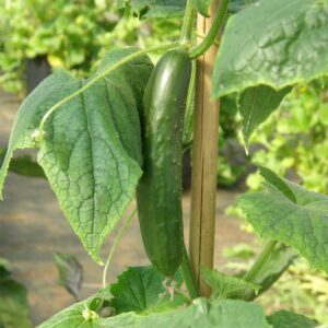 concombre-libanais-green-finger-bio