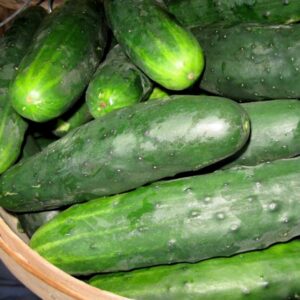 concombre-marketmore-76-bio