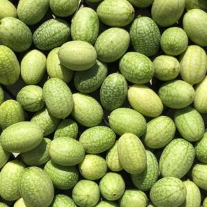 concombre-mexicain-bio