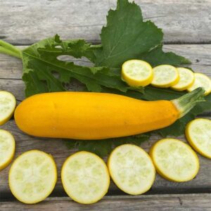 courgette-jaune-bio