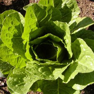 laitue-romaine-parris-island-cos-bio