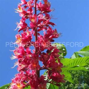 aesculus-fort-mcnair