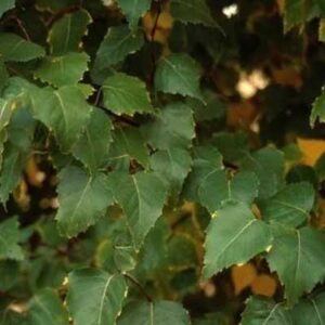 betula-platyphylla-dakota-pinnacle