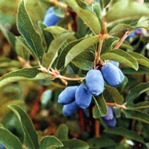 camerise-blue-bell