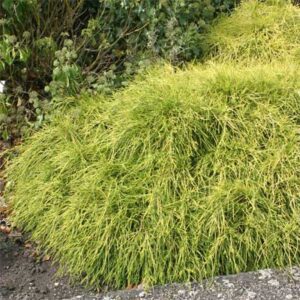 chamaecyparis-pisifera-sungold