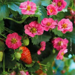 fraisier-summer-breeze-rose-cherry-blossom