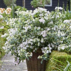 hydrangea-fairytrail-bride-cascade