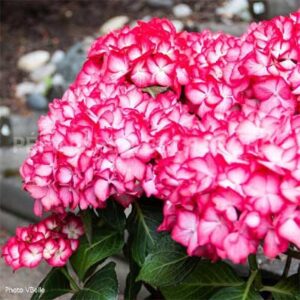 hydrangea-mac-kimono